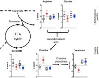 Drinking Changes Young Adults’ Metabolite Profile