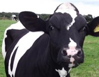 Teagasc Appoints Two New Dairy Specialists